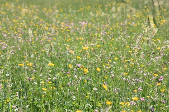 Farfalle di campo